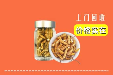 上海奉贤区回收散虫草